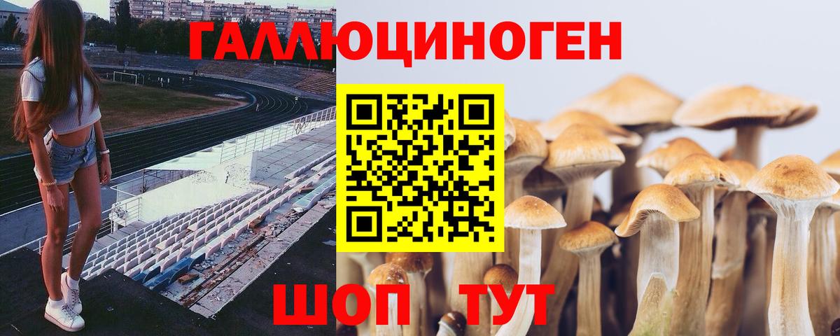 Галлюциногенные грибы Psilocybine cubensis Великий Новгород